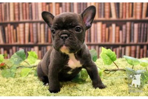 成約済の愛知県のフレンチブルドッグ-47616の5枚目